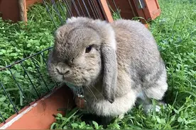 澳洲女孩弄丢宠物兔，到处找一无所获，20天后竟在自家沙发上找到图片