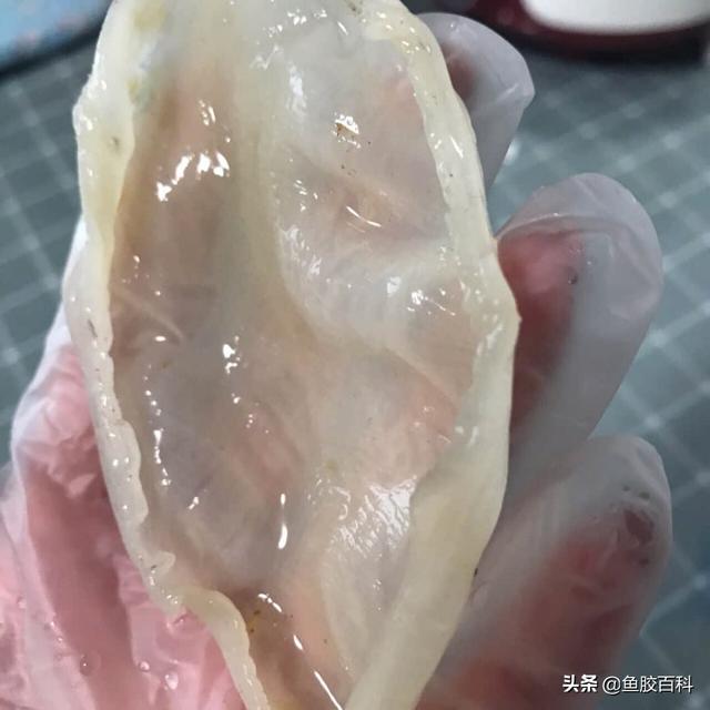 花胶冷藏多久 花胶冷藏多久可以吃