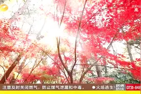 湖南省森林植物园红枫大道，层林尽染漫山红，记录枫叶美景！视频封面