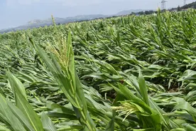 玉米常见问题及解决方案图片