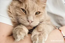 科学研究表明：对猫而言，人类就像它们的父母图片