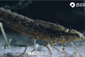记忆里漂亮艳丽的蜻蜓，你知道小时的它有多凶残吗？西瓜视频科普图片