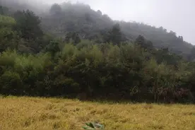 为什么南方农村山林都荒废了，靠山吃山已成空话图片