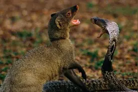 盘点那些蛇类的天敌，吃毒蛇就像吃辣条，蛇类见了都要逃之夭夭图片