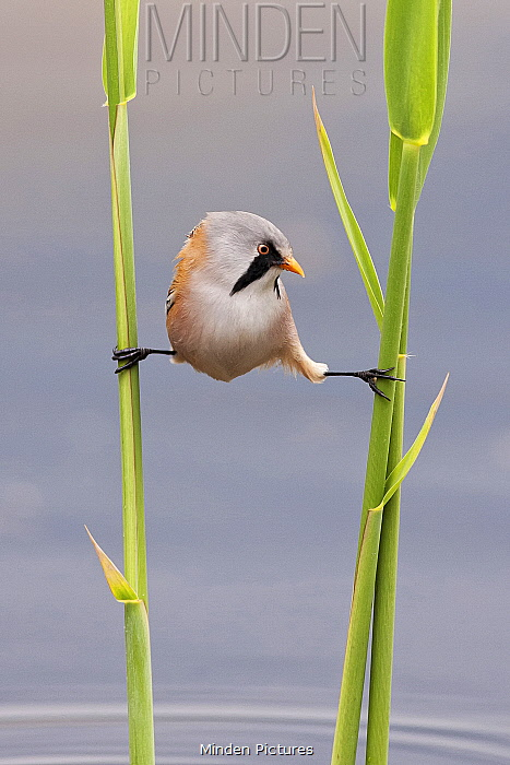海底最奇特的共生关系，隐鱼为什么喜欢往海参的后面钻？
