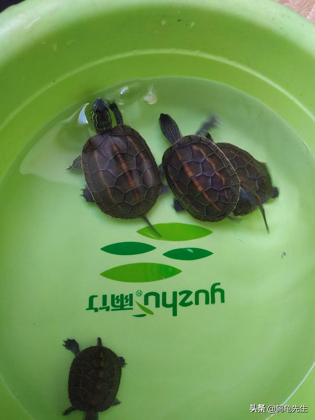 不知道乌龟如何冬眠？鸫龟先生干货分享乌龟冬眠方法全套解决方案