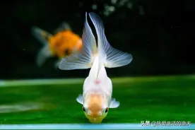 金鱼不会喂，总会喂死鱼？教您如何喂金鱼，明明白白喂金鱼图片