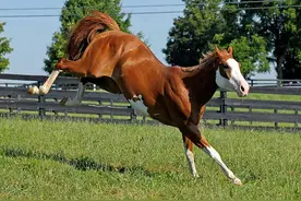 一个“马踢”的力量有多大图片
