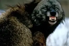 孤寡老人豺口夺犬，忠犬通人性舍身报恩图片