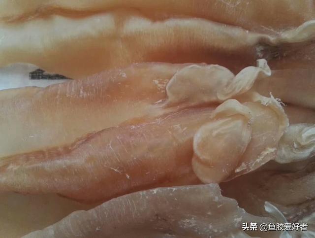 苏里南鱼胶和北海鱼胶 2026年苏里南北海鱼胶怎么样