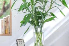 富贵竹其实有3种，每种寓意不同，不要养错了图片