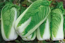 今天才明白，“绿叶白菜”和“黄叶白菜”区别这么大，看完涨知识图片