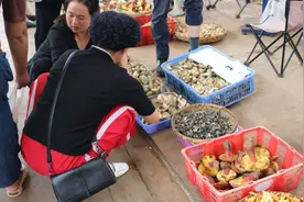 昆明野生菌大量上市 木水花野生菌市场日成交量达500吨左右图片