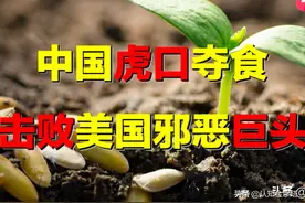 中国如何虎口夺食，击败美国邪恶巨头？中国粮食安全，是否无忧？图片