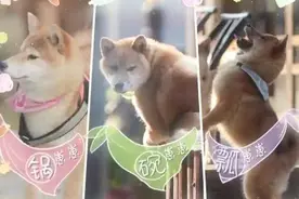 《向往的生活》中锅碗瓢盆现状，瓢哥被王珞丹领养，直呼要退货图片