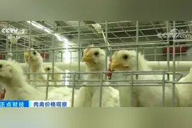 河北邯郸：白羽鸡苗价格大幅上涨 部分养殖户空棚弃养图片