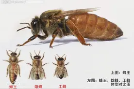 蜂王浆是一种神奇的存在！图片