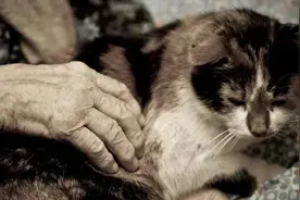 养了8年的猫，治病要花10万，你会救吗？图片