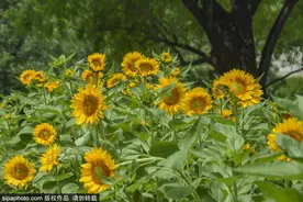 免费！京城5A级森林公园里，百亩绝美向日葵花海已进入盛花期！地铁直达无需预约图片
