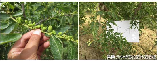 浣犵煡閬撶閽犺悩涔欓吀鍦ㄦ灉鏍戜笂鏈夊暐浣滅敤鍚楋紵