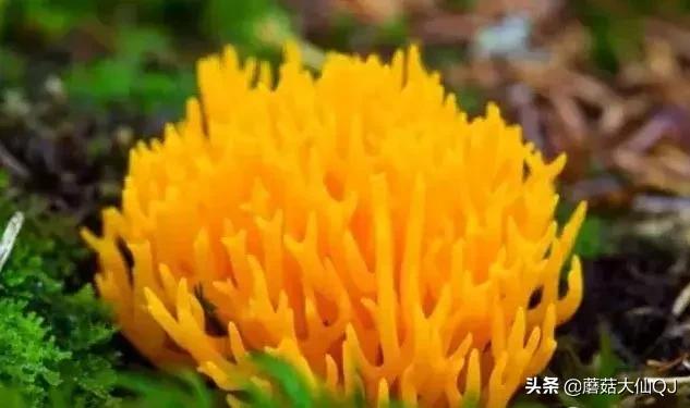 楚雄市南华县舌尖盛宴——菌子大全