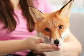智商高，狡猾如狐狸的星座女，办事滴水不漏，心机重最容易被低估图片