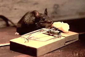 老鼠偷吃被逮到了，随后却不忍心下手了：这也太下饭了吧？图片