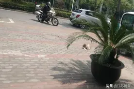 吓人！一条疯狗在姜堰街头追人乱咬！图片