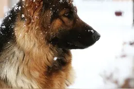 原来军犬退役后，有退休工资，按月发肉干，实名制羡慕了图片