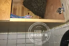 奇了，福州有人在家养了成千上万的杀手，他们是如何相处的？图片