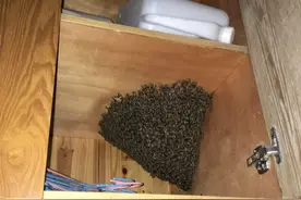 奇了，福州有人在家养了成千上万的杀手，他们是如何相处的？图片