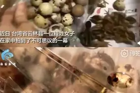 惊！买鹌鹑蛋忘记吃，过了一段时间孵出小鹌鹑，这是天气是有多热图片