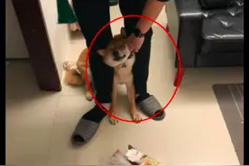 柴犬每次犯错面对主人的责骂，都把眼睛眯得好小，假装看不见？图片