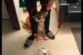柴犬每次犯错面对主人的责骂，都把眼睛眯得好小，假装看不见？图片