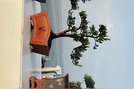 树桩盆景浸盆法高效养桩图片