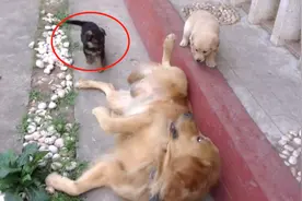 金毛生了窝奶狗，一半是金毛一半是德牧，结果还区别对待呢图片