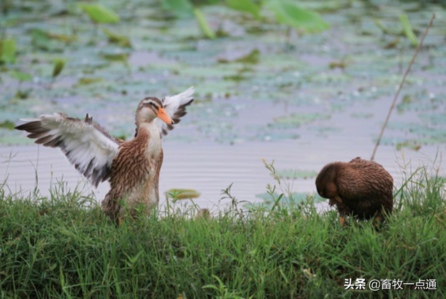 常用动物性蛋白质肉骨粉有哪些？各有何特点？
