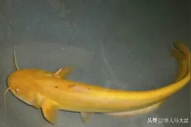 春季垂钓被忽略的鱼，这货营养价值极高，其个体较大并奇丑无比！图片