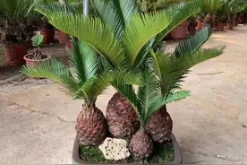 铁树如何养才能让它多发新叶子图片