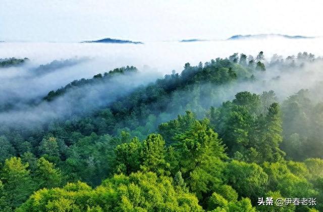伊春旅游攻略(十一适合去伊春吗)