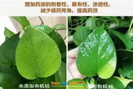 蔬菜用药小窍门加点它，省药又省水图片