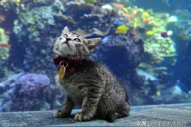 流浪小猫被安排参观水族馆，眼睛都看直了图片