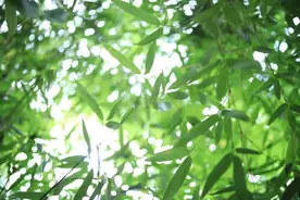 「大娄山方竹」来看！全世界最大的原生连片方竹林图片