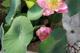 养碗莲，“水深”不能淹没浮叶，“水清”还需添加一物图片
