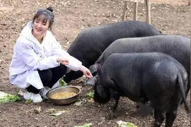 95后大学生毕业回家养猪，父亲为她婚事发愁，扬言：陪嫁300头猪图片