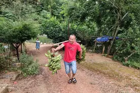 农村山里种的芭蕉，挑都挑不动图片
