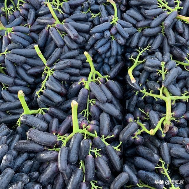 葡萄缺硼症状及硼素营养介绍