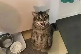 一看碗是空空的，猫咪立马站起来直勾勾地盯着主人：我要干饭啊图片