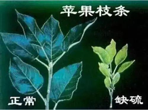 銆屽啘鍖栫鏅€嶆鐗╃己绱犲師鍥犲強 妞嶇墿缂虹礌鐥囩姸瀵圭収琛? onerror=