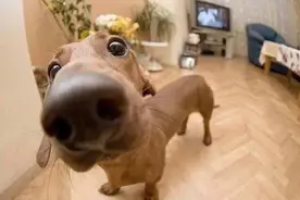 狗狗真的会看到人类看不到的东西吗？图片